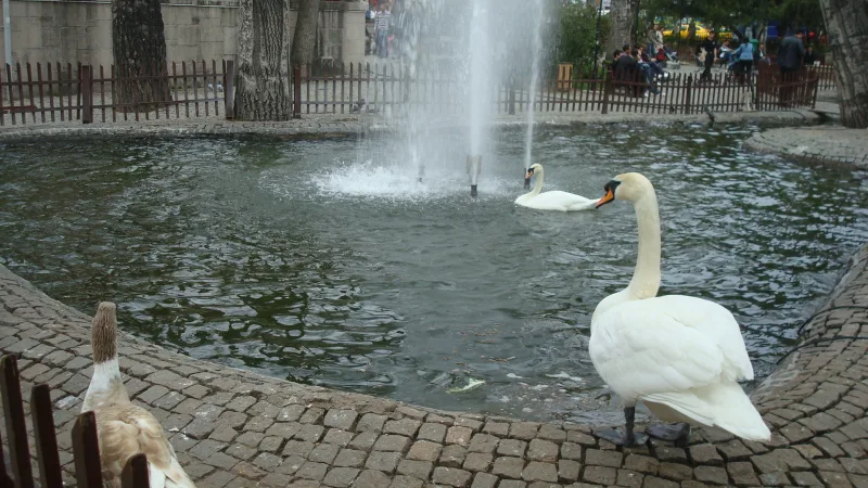Le parc Kuğulu — des cygnes au cœur d'Ankara