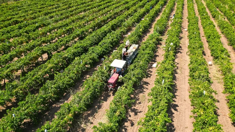 Hoy se abonarán a los agricultores unos 17 400 millones de liras en concepto de ayudas agrícolas