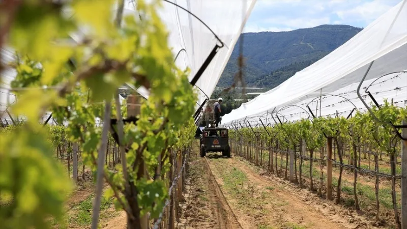 Les viticulteurs de Manisa protègent leurs vignes à l'aide de filets anti-grêle